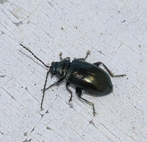 Réf. 273 964 : Altica sp.
